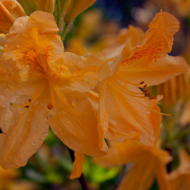 Rhododendron Knap-Hill 'Golden Flare' * - Azalée hybride caduque orange