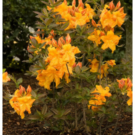 Rhododendron Knap-Hill 'Golden Flare' * - Azalée hybride caduque orange