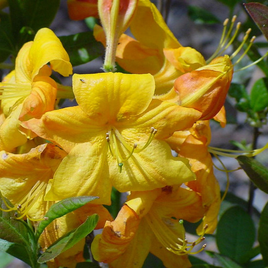 Rhododendron Knap-Hill 'Klondyke' * - Azalée hybride caduque jaune