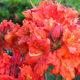 Rhododendron Knap-Hill 'Lemonora' * - Azalée hybride caduque orange