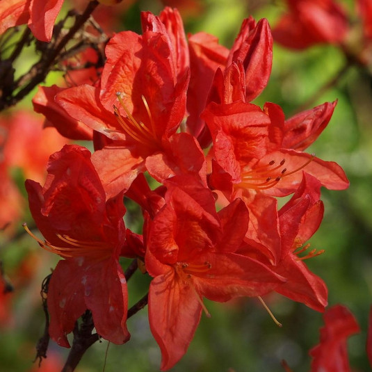 Rhododendron mollis 'Feuerwerk' * - Azalée de Chine caduque rouge