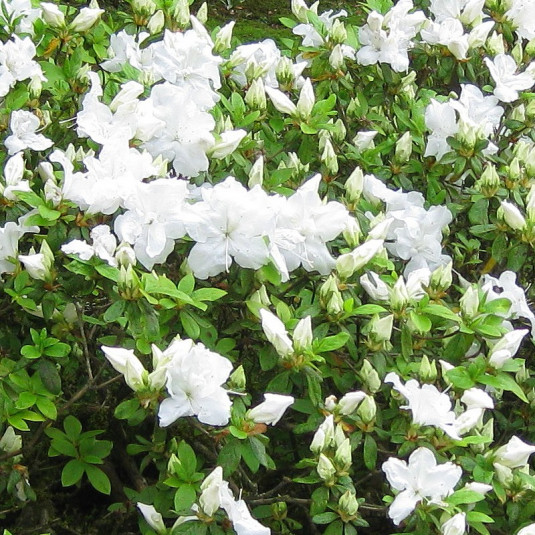Rhododendron Knap-Hill 'Whitethroat' * - Azalée hybride caduque blanc
