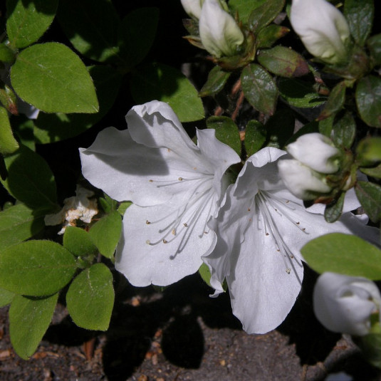 Azalea japonica 'Adonis' * - Azalée japonaise blanc