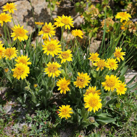 Arnica montana - Plantain des Alpes médicinal
