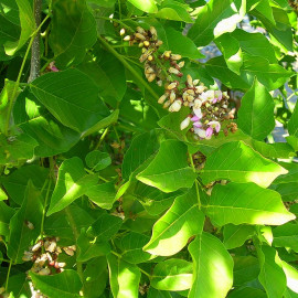 Millettia japonica - Glycine d'été semi-persistante