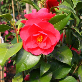 Camellia japonica 'Mary Williams' * - Camélia d'hiver rouge
