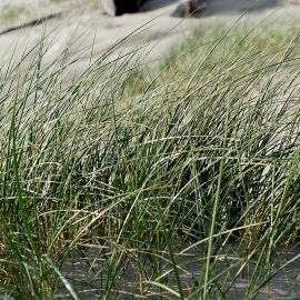 Ammophila arenaria - Oyat des dunes - Roseau des sables