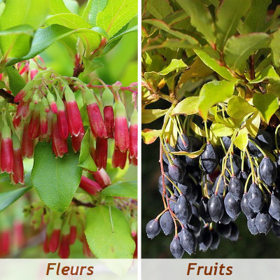 Vaccinium cylindraceum...