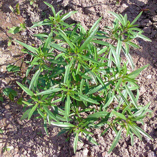 Artemisia dracunculus - Estragon - Armoise âcre - Herbe dragon