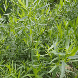 Artemisia dracunculus - Estragon - Armoise âcre - Herbe dragon
