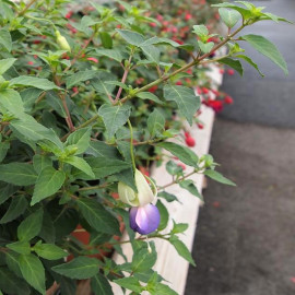 Fuchsia 'Blue Sarah'® - Fuschia bleu et blanc compact