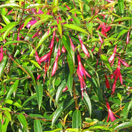 Fuchsia Hatschbachii - Fuschia arbustif persistant