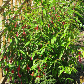 Fuchsia Hatschbachii - Fuschia arbustif persistant