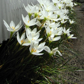 Zephyranthes candida - Crocus du Brésil - Lis Zéphir blanc