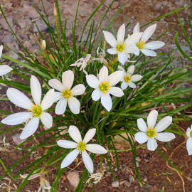 Zephyranthes candida - Crocus du Brésil - Lis Zéphir blanc