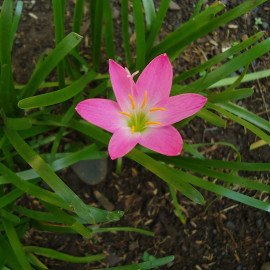 Zephyranthes rosea - Lis Zéphir rose - Crocus Cubain