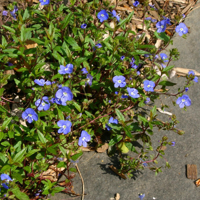 Veronica pedunculuris 'Georgia Blue' - Veronique bleue couvre-sol