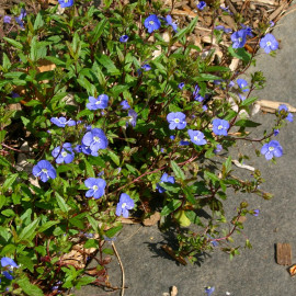 Veronica pedunculuris 'Georgia Blue' - Veronique bleue couvre-sol