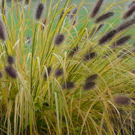 Pennisetum alopecuroides 'Viridescens' - Herbe aux écouvillons