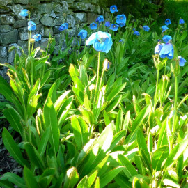 Meconopsis betonicifolia - Pavot bleu de l'Himalaya