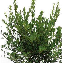 Pittosporum heterophyllum - Pittospore parfumé à feuilles étroites