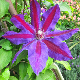 Clematis 'Wildfire' - Clématite à fleurs violettes médiane pourpre
