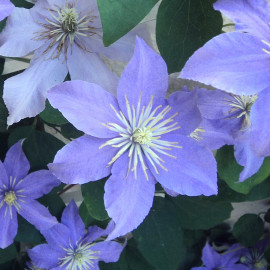 Clematis 'Justa' - Clématite à grandes fleurs bleue claire