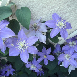 Clematis 'Justa' - Clématite à grandes fleurs bleue claire