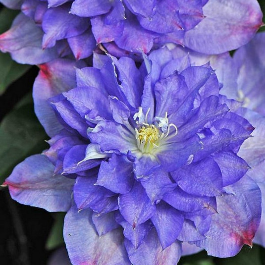 Clematis 'Blue Explosion'® - Clématite à fleurs bleues doubles