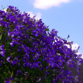 Clematis 'Viola' - Clématite violette