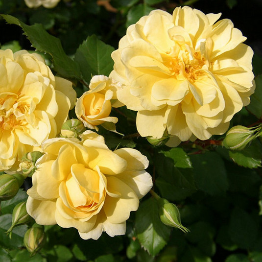 Rosa rekord 'Smile'® - Rosier hybride kordes® jaune