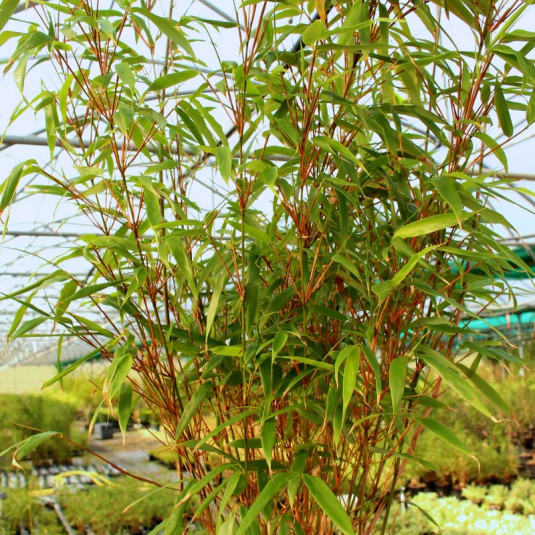 Fargesia yunnanensis - Bambou non-traçant du Yunnan