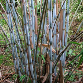 Fargesia 'Blue Dragon' - Bambou bleu non-traçant