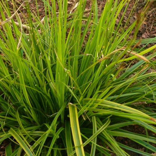 Carex oshimensis 'Everlime' - Laiche panachée 'EverColor'