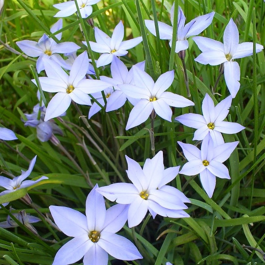 Ipheion uniflorum 'Wisley Blue' - Etoile du printemps bleu parme