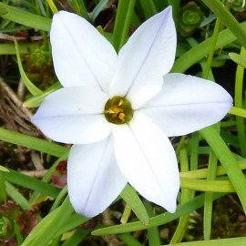 Ipheion uniflorum 'Alberto Castillo' - Etoile du printemps blanche