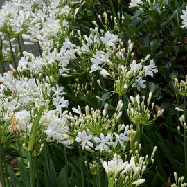 Agapanthus 'Getty White' - Agapanthe blanche compacte