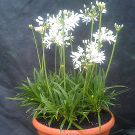 Agapanthus 'Getty White' - Agapanthe blanche compacte
