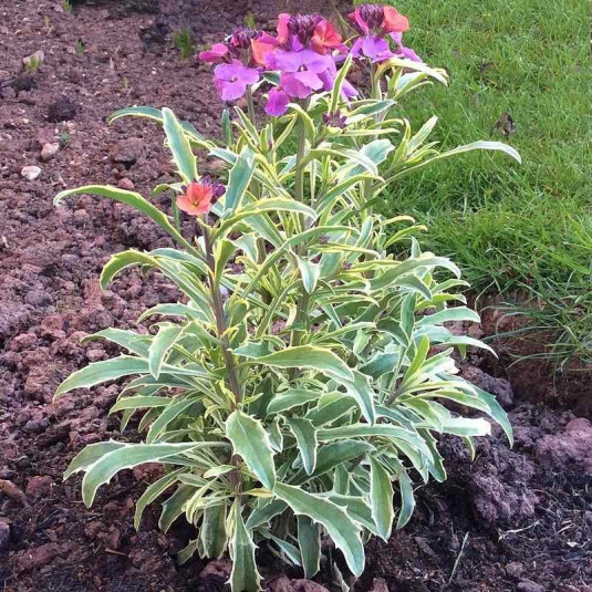 Erysimum linifolium 'Variegatum' - Fausse Giroflée panachée