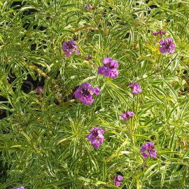 Erysimum linifolium 'Variegatum' - Fausse Giroflée panachée