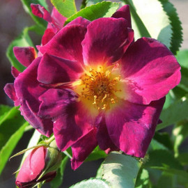 Rosa rekord 'Naturen'® - Rosier hybride kordes® mauve