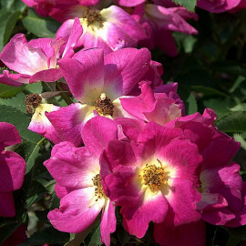Rosa rekord 'Naturen'® - Rosier hybride kordes® mauve
