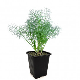 Anethum graveolens - Plant d'Aneth odorant