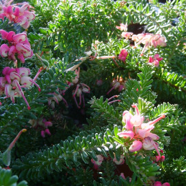 Grevillea lanigera 'Mount Tamboritha' - Grévilléa laineux rampant