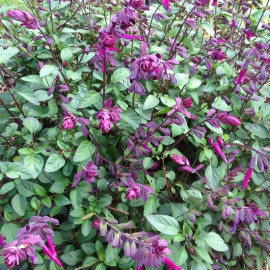 Salvia 'Love and Wishes'® - Sauge hybride pourpre
