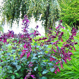 Salvia 'Love and Wishes'® - Sauge hybride pourpre