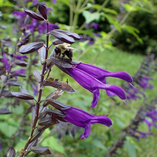 Salvia 'Amistad'® - Sauge arbustive violette à fleurs tubulaires