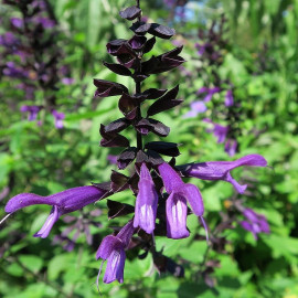Salvia 'Amistad'® - Sauge arbustive violette à fleurs tubulaires
