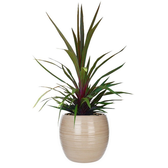 Cordyline 'Sundance' - Dracaena panaché vert et rouge