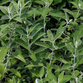 Salvia discolor - Sauge cassis - Sauge du Pérou